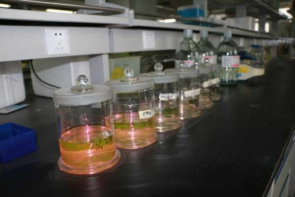 混合液晶实验（混合液体实验）